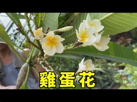 門口種雞蛋花風水|為何雞蛋花能改善家居運勢？